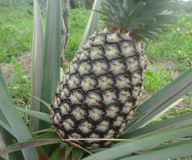 28/04/18 La relance de la filière ananas en Guinée sur financement de la BIG